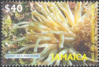 Giant Caribbean Sea Anemone (Condylactis gigantea)