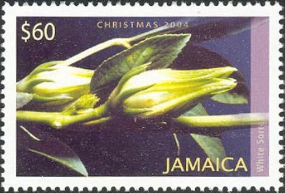 White Sorrel (Hibiscus sabdariffa)