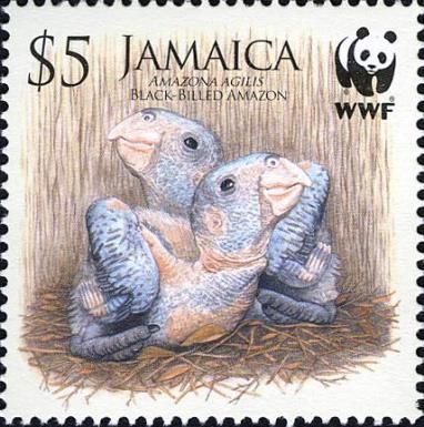 Black-billed Parrot (Amazona agilis)