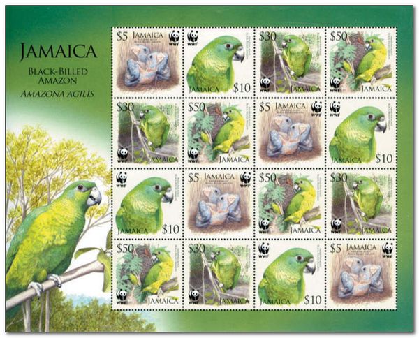 Black-billed amazon (Amazona agilis)