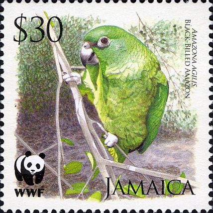 Black-billed Parrot (Amazona agilis)