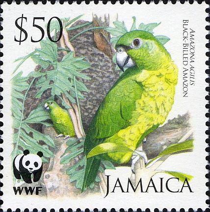 Black-billed Parrot (Amazona agilis)