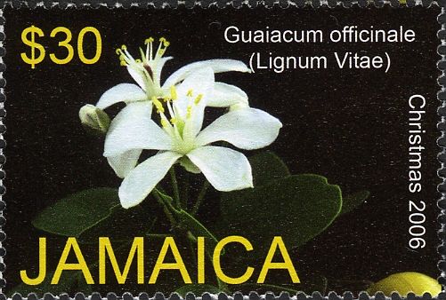 Lignum Vitae (Guaiacum officinale)
