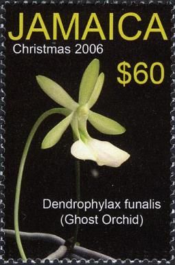 Ghost Orchid (Dendrophylax funalis)