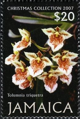 Christmas Collection 2007.  Tolumnia triquetra