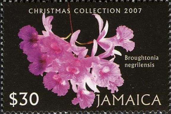 Broughtonia negrilensis