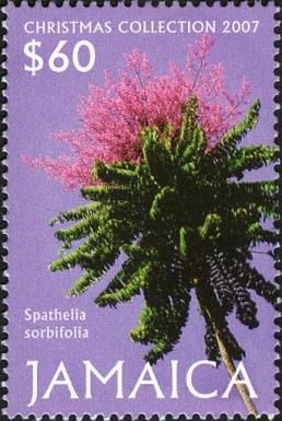 Spathelia sorbifolia