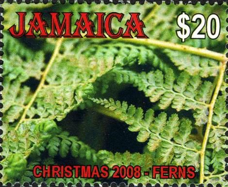 Christmas 2008 - Ferns