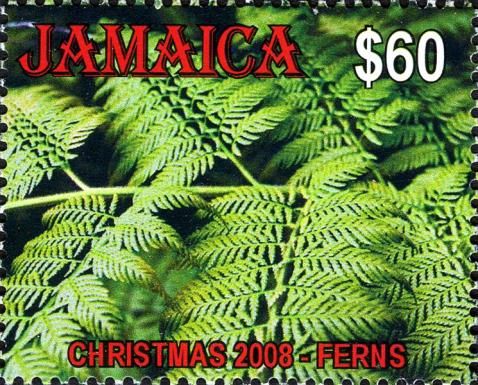 Christmas 2008 - Ferns
