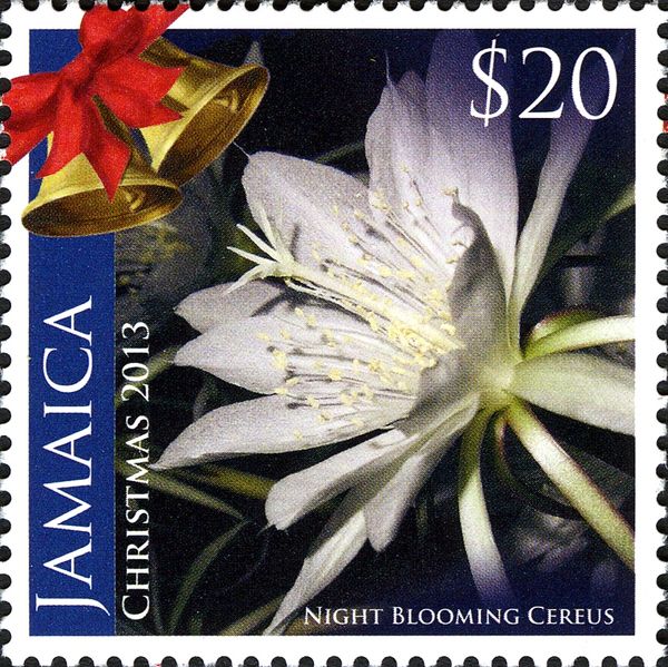Christmas 2013 - Night Blooming Cereus