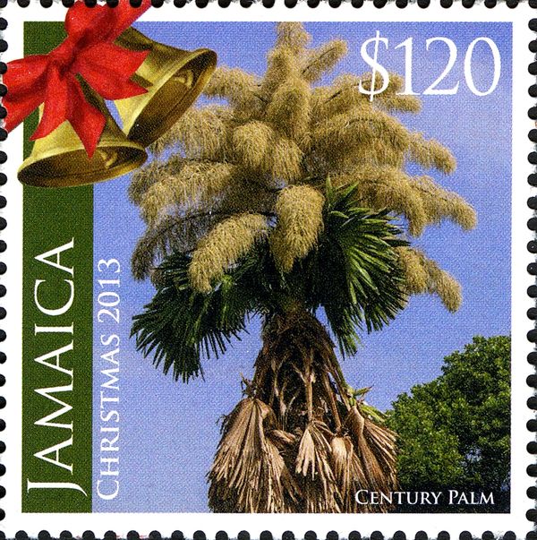 Christmas 2013 - Century Palm