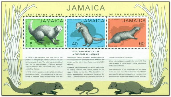 Mongoose (Family Herpestidae)