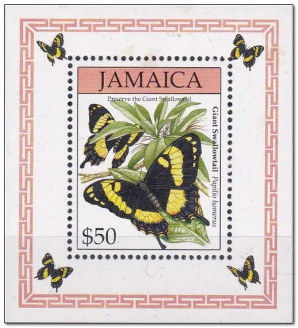 Jamaican Giant Swallowtail (Papilio homerus)