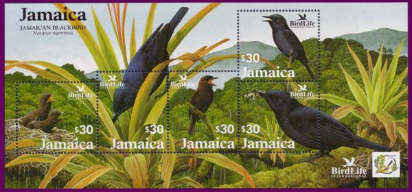 Jamaican Blackbird (Nesopsar nigerrimus)