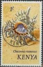 Branched Murex (Chicoreus ramosus)