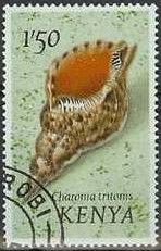 Triton's Trumpet (Charonia tritonis)