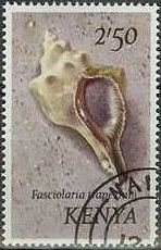 Trapezium Horse Conch (Fasciolaria trapezium)