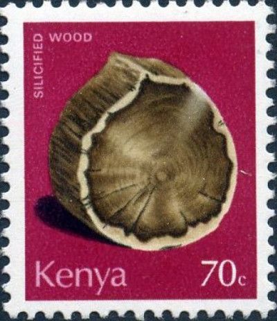 Fossilized Wood