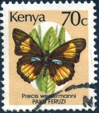 Blue-spot Pansy (Precis westermanni)