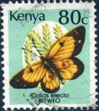 African Clouded Yellow (Colias electo)