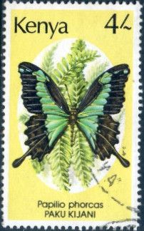 Green Banded Swallowtail (Papilio phorcas)