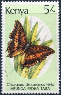 Silver-barred Charaxes (Charaxes druceanus)