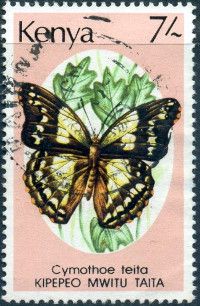 Glider Butterfly (Cymothae teita)