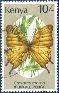 Club-tailed Charaxes (Charaxes zoolina)
