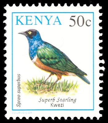 Superb Starling (Lamprotornis superbus)