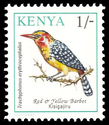 Red-and-yellow Barbet (Trachyphonus erythrocephalus)