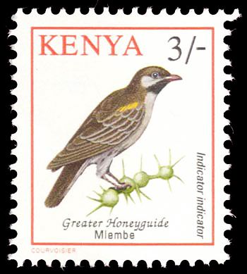 Greater Honeyguide (Indicator indicator)