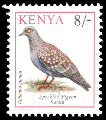 Speckled Pigeon (Columba guinea)