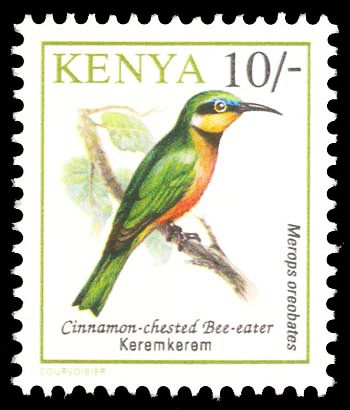 Cinnamon-chested Bee-eater (Merops oreobates)