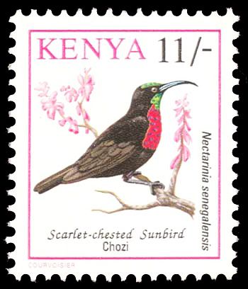 Scarlet-chested Sunbird (Chalcomitra senegalensis)