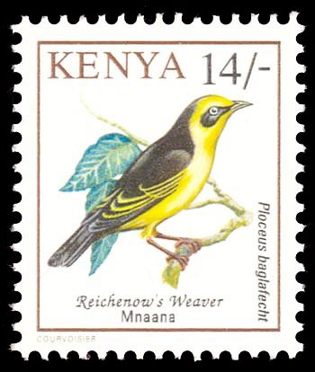 Baglafecht Weaver (Ploceus baglafecht)