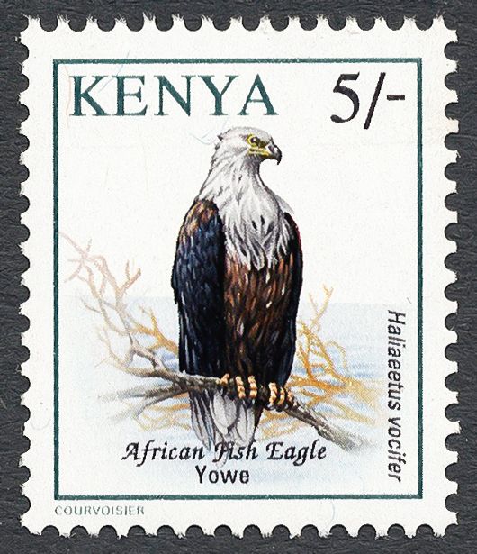 Northern Yellow-billed Hornbill (Tockus flavirostris)