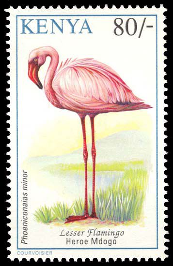Lesser Flamingo (Phoenicopterus minor)