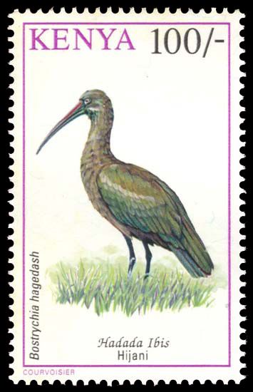 Hadada Ibis (Bostrychia hagedash)