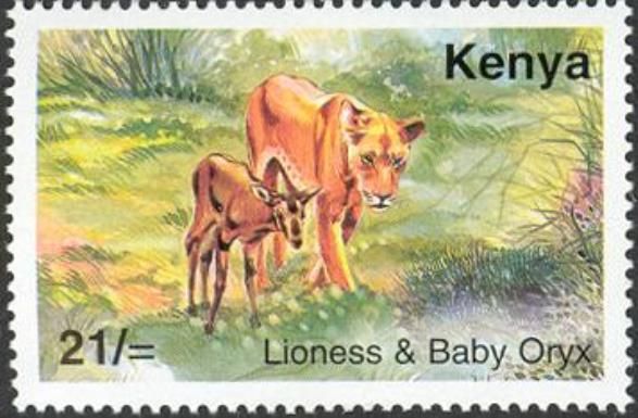 Lion (Panthera leo), Beisa Oryx (Oryx gazella beisa)