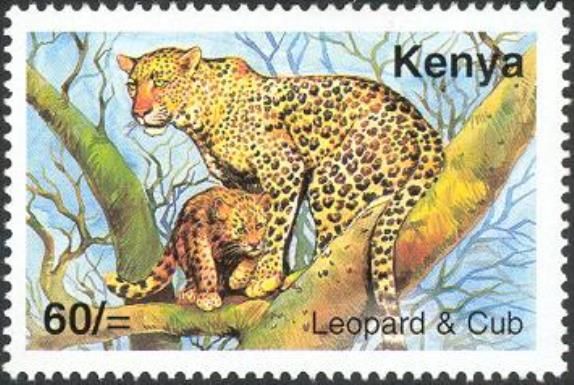Leopard (Panthera pardus)