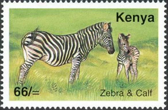 Plains Zebra (Equus quagga)
