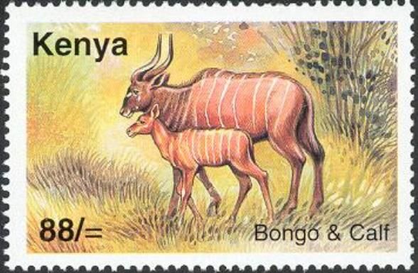Bongo (Tragelaphus eurycerus)