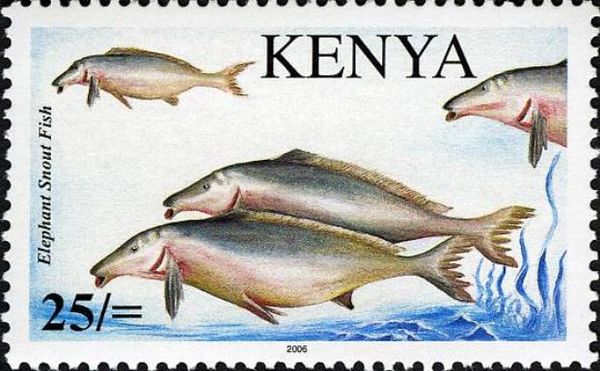 Athi Elephant-snout Fish (Mormyrus tenuirostris)