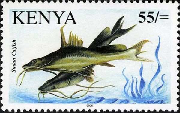 Sudan catfish or Bayad (Bagrus bajad)