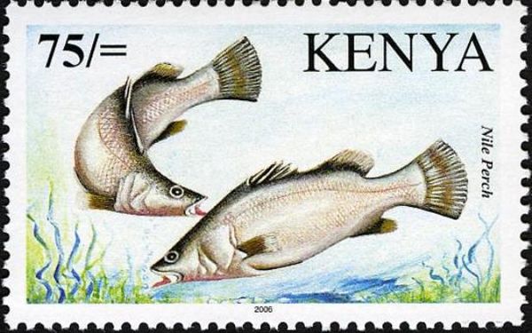 Nile Perch (Lates niloticus)