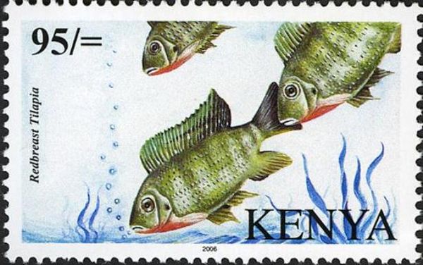Redbreast Tilapia (Coptodon rendalli)