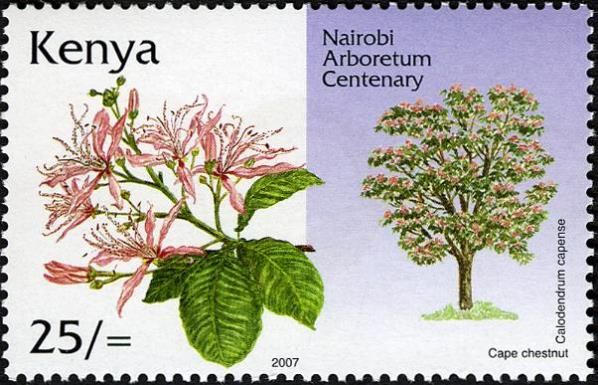 Calodendrum capense