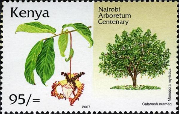 Monodora myristica