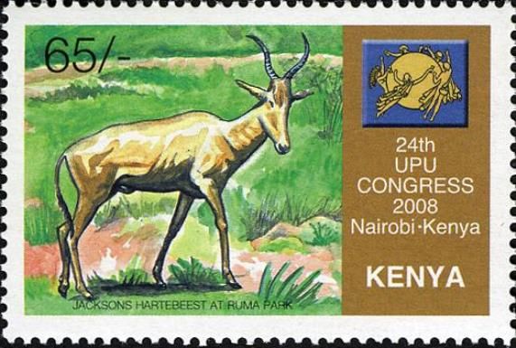 Jackson's Hartebeest (Alcelaphus buselaphus jacksoni)