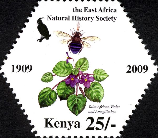 Bee (Amegilla sp.), Endemic Violet (Viola sp.) from the Tait